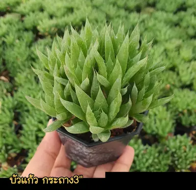 Haworthia sp. (set 10 pcs)(3 inch) — rare Haworthia plant from Thailand