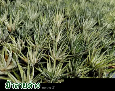 Haworthia sp. (variegated zebra) (set 10 pcs)(2 inch) — rare Haworthia plant from Thailand