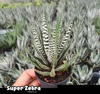 Haworthia attenuata 'Super Zebra' (set 10 pcs)(2 inch) — rare Haworthia plant from Thailand