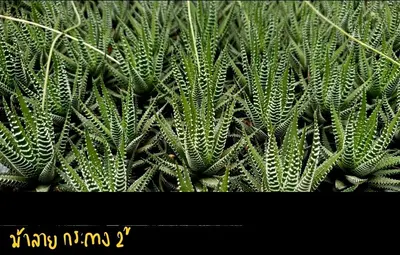 Haworthia fasciata (zebra plant) (set 10 pcs) — rare Haworthia plant from Thailand