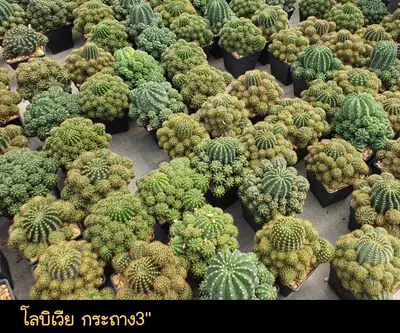 Cactus Lobivia sp. (set 10 pcs)(3 inch) — rare Cactus plant from Thailand