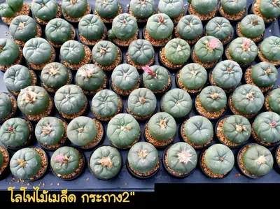 Cactus Lophophora sp. (set 10 pcs) — rare Cactus plant from Thailand