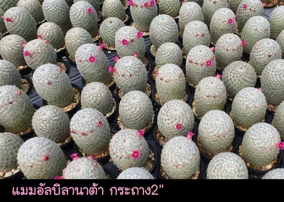 Cactus Mammillaria albilanata (set 10 pcs)(2 inch) — rare Cactus plant from Thailand