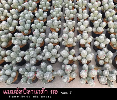 Cactus Mammillaria albilanata (set 10 pcs)(3 inch, clump) — rare Cactus plant from Thailand