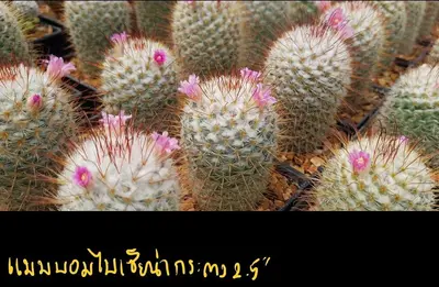 Cactus Mammillaria bombycina (set 10 pcs)(2.5 inch) — rare Cactus plant from Thailand