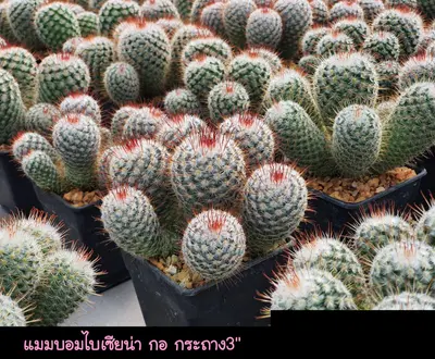 Cactus Mammillaria bombycina (set 10 pcs)(3 inch) — rare Cactus plant from Thailand