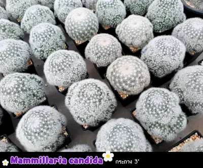 Cactus Mammillaria candida (set 10 pcs) — rare Cactus plant from Thailand