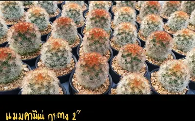 Cactus Mammillaria carmenae (set 10 pcs)(2 inch) — rare Cactus plant from Thailand