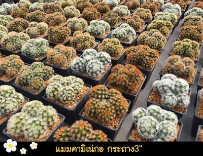Cactus Mammillaria carmenae (set 10 pcs)(3 inch) — rare Cactus plant from Thailand