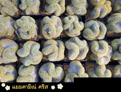 Cactus Mammillaria carmenae cristata (set 10 pcs)(3 inch) — rare Cactus plant from Thailand