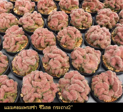 Cactus Mammillaria compressa cv. Red (set 10 pcs)(2 inch) — rare Cactus plant from Thailand