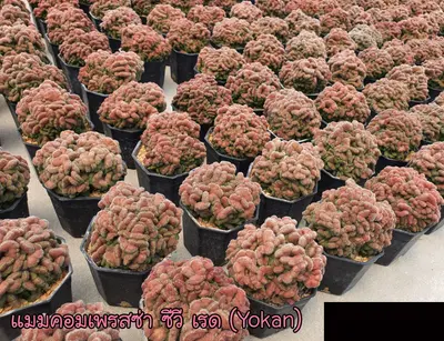 Cactus Mammillaria compressa cv. Red 'Yokan' (set 10 pcs)(2 inch) — rare Cactus plant from Thailand