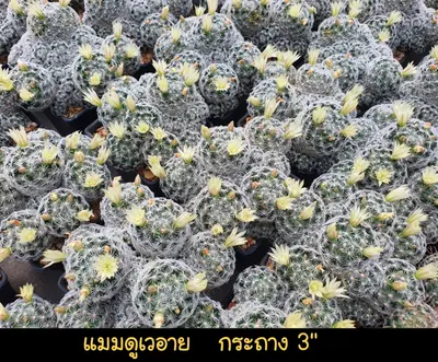Cactus Mammillaria duwei (set 10 pcs)(3 inch) — rare Cactus plant from Thailand