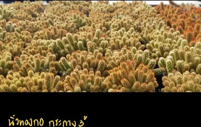 Cactus Mammillaria elongata (set 10 pcs)(3 inch) — rare Cactus plant from Thailand