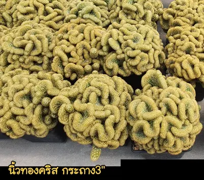 Cactus Mammillaria elongata cristata (set 10 pcs)(3 inch) — rare Cactus plant from Thailand