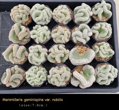 Cactus Mammillaria geminispina var. nobilis (set 10 pcs)(7-8 cm) — rare Cactus plant from Thailand