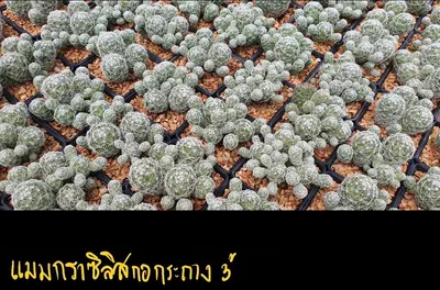 Cactus Mammillaria gracilis (set 10 pcs)(3 inch) — rare Cactus plant from Thailand