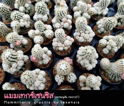 Cactus Mammillaria gracilis cv. texensis (set 10 pcs)(2 inch) — rare Cactus plant from Thailand