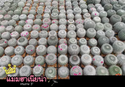 Cactus Mammillaria hahniana (set 10 pcs)(3 inch) — rare Cactus plant from Thailand