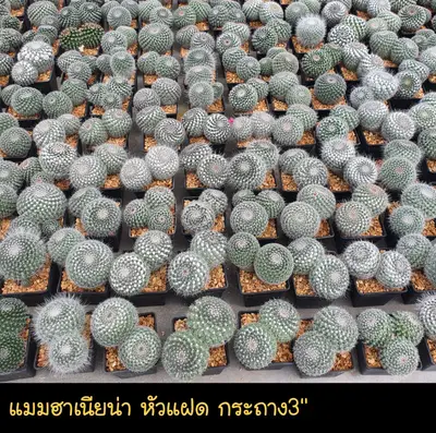 Cactus Mammillaria hahniana (set 10 pcs)(3 inch, twin head) — rare Cactus plant from Thailand