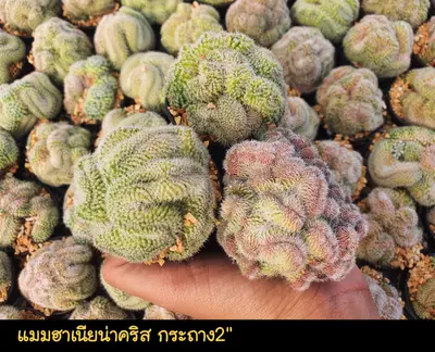 Cactus Mammillaria hahniana cristata (set 10 pcs)(2 inch) — rare Cactus plant from Thailand