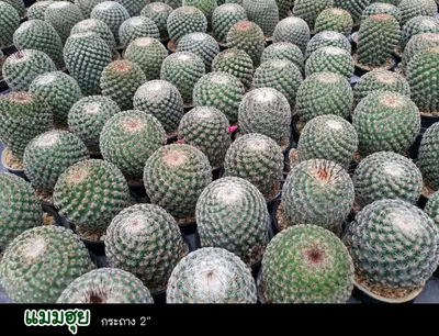 Cactus Mammillaria huitzilopochtli (set 10 pcs) — rare Cactus plant from Thailand