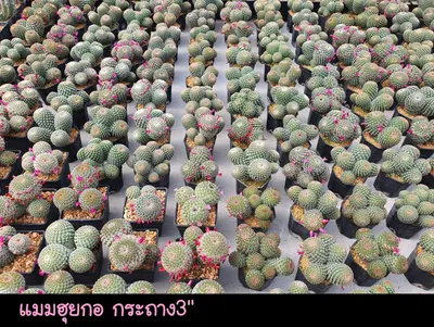 Cactus Mammillaria huitzilopochtli (set 10 pcs)(3 inch, clump) — rare Cactus plant from Thailand