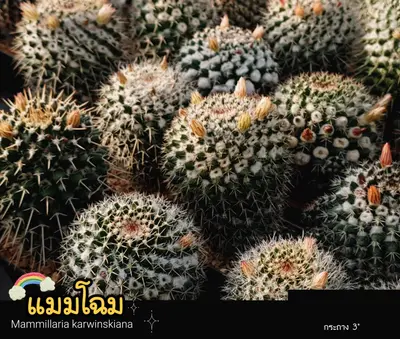 Cactus Mammillaria karwinskiana (set 10 pcs)(3 inch) — rare Cactus plant from Thailand