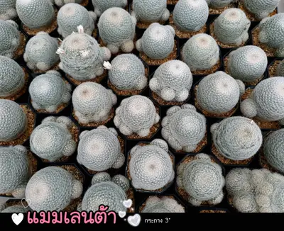 Cactus Mammillaria lenta (set 10 pcs)(3 inch) — rare Cactus plant from Thailand