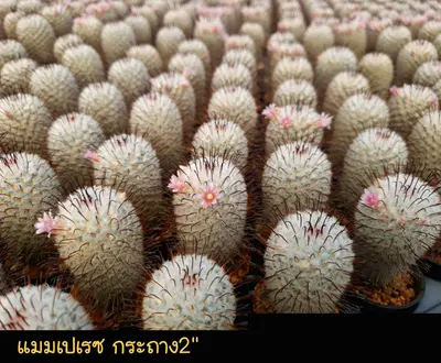 Cactus Mammillaria perezdelarosae (set 10 pcs)(2 inch) — rare Cactus plant from Thailand