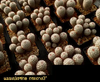Cactus Mammillaria perezdelarosae (set 10 pcs)(3 inch, clump) — rare Cactus plant from Thailand