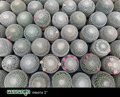 Cactus Mammillaria rhodantha (set 10 pcs) — rare Cactus plant from Thailand