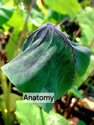 Colocasia Anatomy — rare Colocasia plant from Thailand
