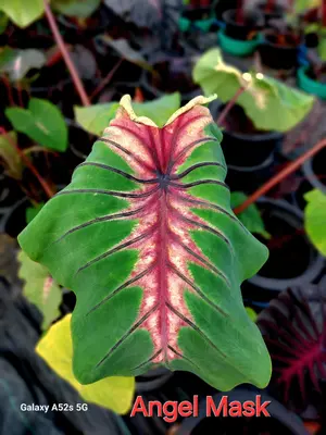 Colocasia Angel Mask — rare Colocasia plant from Thailand