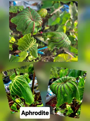 Colocasia Aphrodite — rare Colocasia plant from Thailand