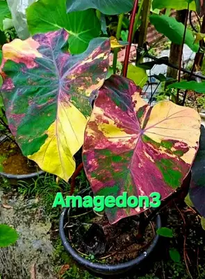 Colocasia Armagedon — rare Colocasia plant from Thailand