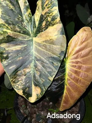 Colocasia Asadong — rare Colocasia plant from Thailand