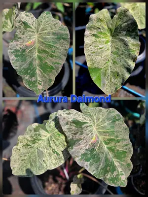 Colocasia Aurora Diamond — rare Colocasia plant from Thailand
