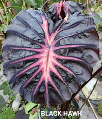 Colocasia BLACK HAWK — rare Colocasia plant from Thailand