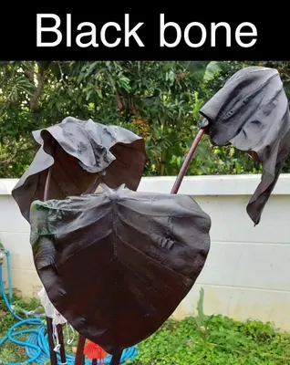 Colocasia Black Bones — rare Colocasia plant from Thailand