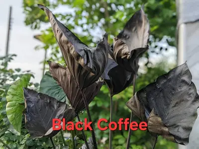 Colocasia Black Coffee — rare Colocasia plant from Thailand