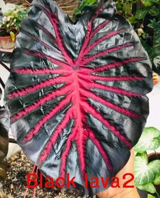 Colocasia Black Lava 2 — rare Colocasia plant from Thailand