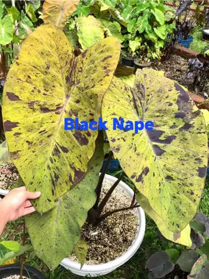 Colocasia Black Nape — rare Colocasia plant from Thailand