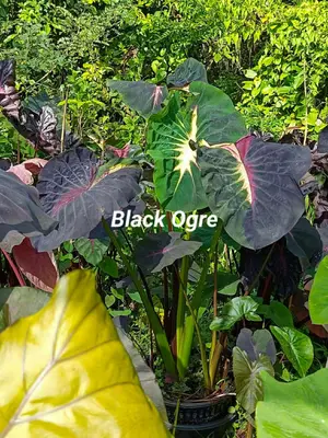 Colocasia Black Ogre — rare Colocasia plant from Thailand