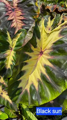 Colocasia Black Sun — rare Colocasia plant from Thailand
