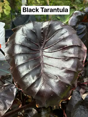 Colocasia Black Tarantula — rare Colocasia plant from Thailand
