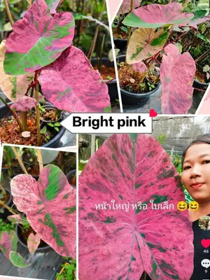 Colocasia Bright Pink — rare Colocasia plant from Thailand