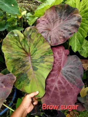 Colocasia Brown Sugar — rare Colocasia plant from Thailand