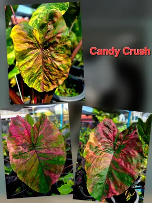 Colocasia Candy Crush — rare Colocasia plant from Thailand