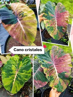 Colocasia Cano Cristales — rare Colocasia plant from Thailand